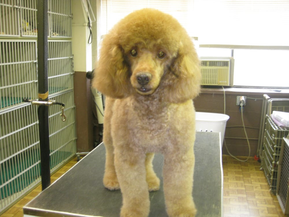 Grooming poodle (front view)