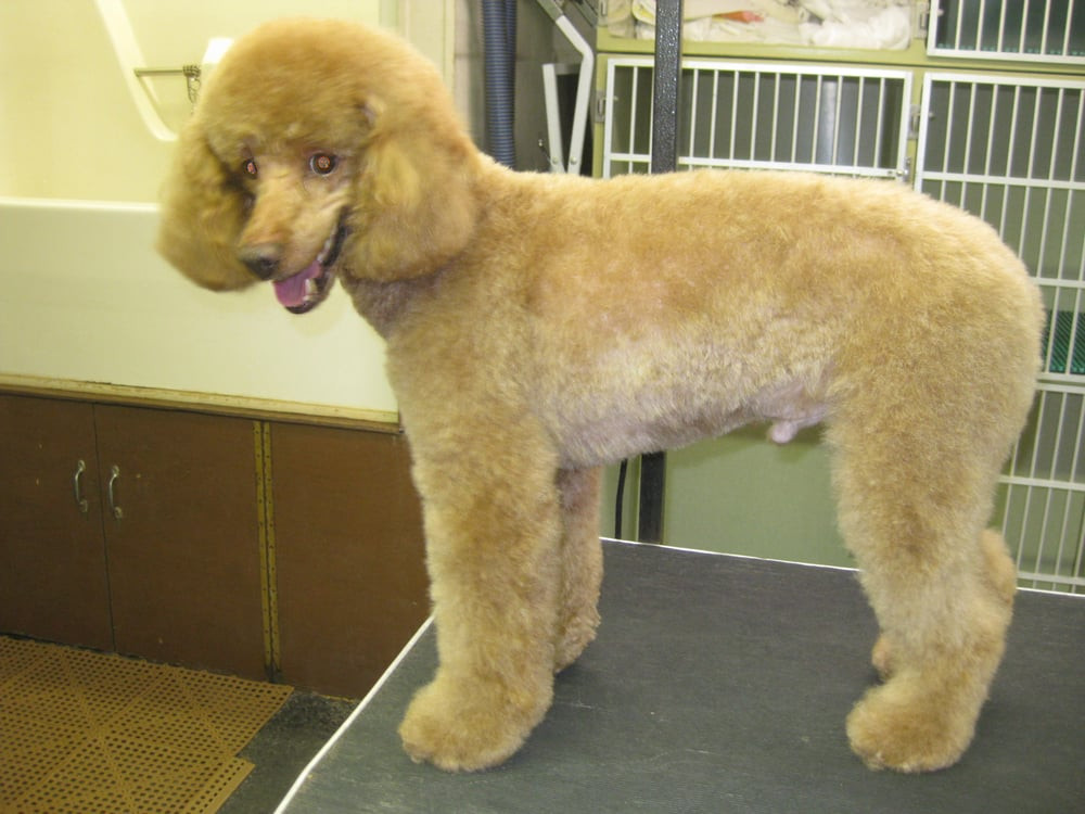 Grooming poodle (side view)